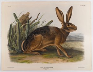 California hare, 1847 av John James Audubon
