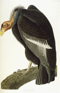 Californian Vulture, gammel hann, 1838