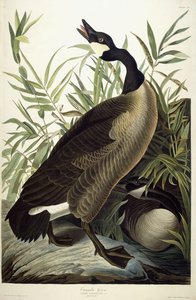 Canada Goose, ca. 1827-1838 av John James Audubon