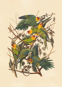  av John James Audubon