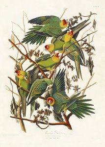 Carolina-papegøye fra *Birds of America* (1827) av John James Audubon