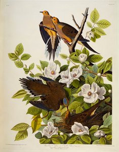 Carolina Turteldue. sørgende due, av John James Audubon
