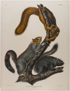 Katteekorn av John James Audubon