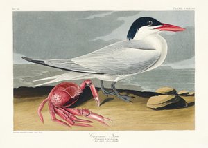 Cayenne-terne fra *Birds of America* (1827) av John James Audubon