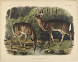 Cervus virginianus, Pennant