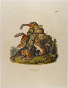 Chipping ekorn hackee av John James Audubon