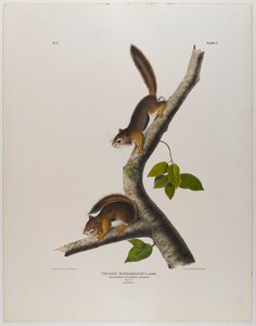 colombiansk ekorn av John James Audubon