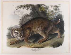 Vanlig amerikansk villkatt av John James Audubon
