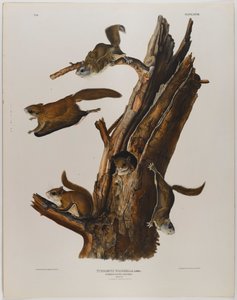 Vanlig flygende ekorn av John James Audubon