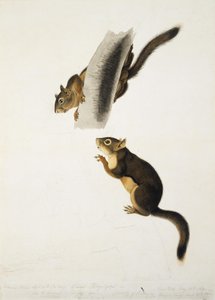 Douglas-ekorn av John James Audubon
