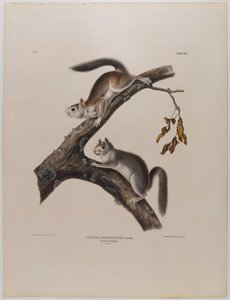 Dunet ekorn av John James Audubon
