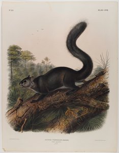 Dunkelt ekorn av John James Audubon