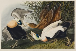 Ærfugl, 1835 (wc på papir) av John James Audubon