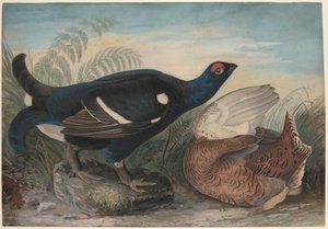 Engelske svarte haner av John James Audubon