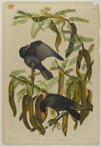 Fish Crow, trykt av Julien Bien og utgitt av Roe Lockwood & Son, 1861 (kromolitografi) av John James Audubon