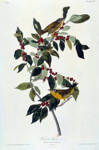 Flowers and Birds Silkemaleri av John James Audubon (1780-1851) (ec.am.) 1826-1830. Paris, B.N. av John James Audubon