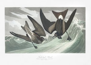 Gaffelstjertpetrell fra *Birds of America* (1827) av John James Audubon