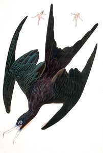 Fregatt Pelican, Tachypetes Aquilis, fra "The Birds of America" av John J. Audubon, pub. 1827-38 (håndfarget gravering) av John James Audubon