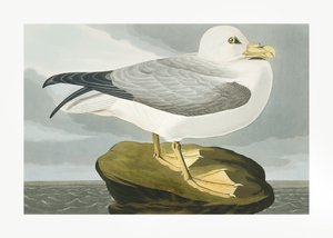Fulmar-stormfugl fra *Birds of America* (1827) av John James Audubon