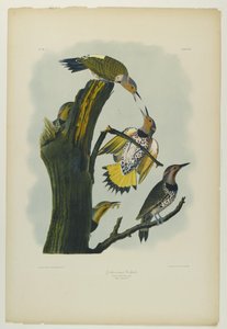 Golden-winged Woodpecker, trykt av Julien Bien og utgitt av Roe Lockwood & Son, 1861 (kromolitografi) av John James Audubon