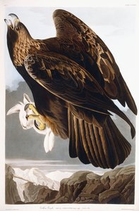 Golden Eagle, 1833 av John James Audubon