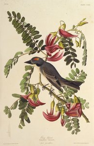 Grå tyrann. Fra The Birds of America, 1827-1838. av John James Audubon