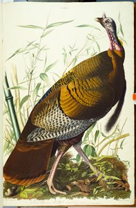 Flott amerikansk Beck-hann. Vill kalkun av John James Audubon