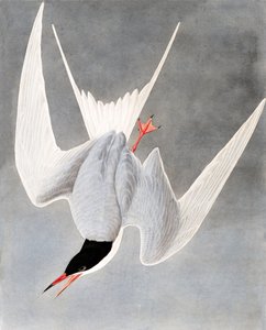 Great Tern, Sterna Hirundo, fra "The Birds of America" av John J. Audubon, pub. 1827-38 av John James Audubon