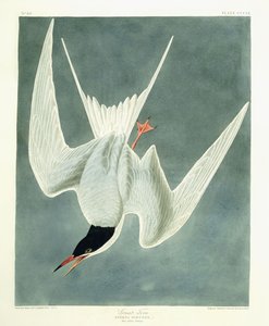 Stor sving, hann, vårfjærdrakt, 1836 av John James Audubon