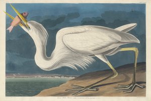 Great White Heron, 1835 av John James Audubon