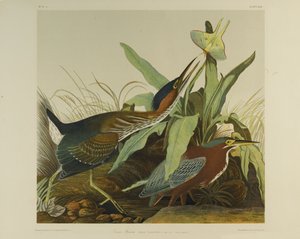 Green Heron, trykt av Julien Bien og utgitt av Roe Lockwood & Son, 1861 (kromolitografi) av John James Audubon