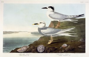 Havells tern og Trudeaus tern, 1838 av John James Audubon