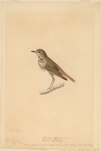 Eremitttrost av John James Audubon