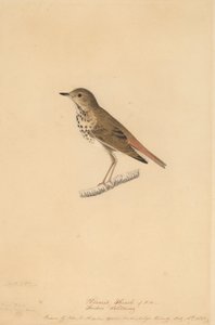 Eremitttrost, 1820. av John James Audubon