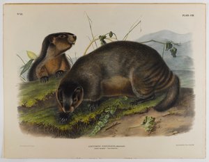 Grå murmeldyr av John James Audubon