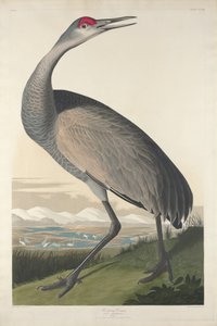 Hooping Crane, 1835 av John James Audubon