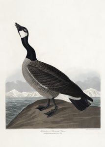Hutchins’ hvitkinngås fra *Birds of America* (1827) av John James Audubon