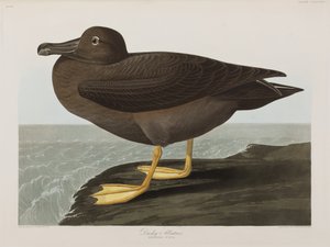 Illustrasjon fra 'Birds of America' av John James Audubon