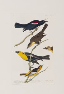 Illustrasjon fra 'Birds of America' av John James Audubon