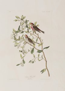 Illustrasjon fra 'Birds of America' av John James Audubon