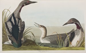 Illustrasjon fra 'Birds of America' av John James Audubon