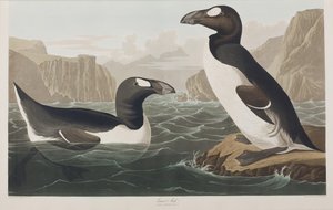 Illustrasjon fra 'Birds of America' av John James Audubon