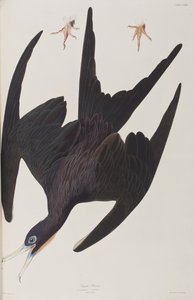 Illustrasjon fra 'Birds of America' av John James Audubon