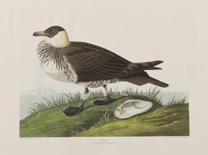 Illustrasjon fra 'Birds of America' av John James Audubon
