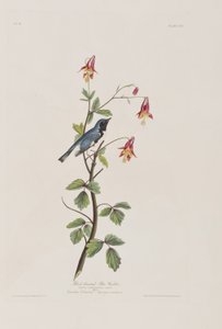 Illustrasjon fra 'Birds of America' av John James Audubon