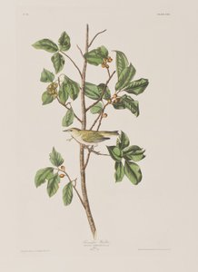 Illustrasjon fra 'Birds of America' av John James Audubon