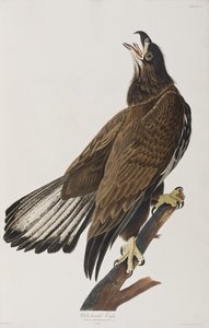 Illustrasjon fra 'Birds of America' av John James Audubon