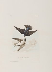 Illustrasjon fra 'Birds of America' av John James Audubon