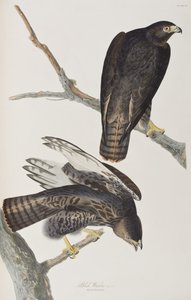 Illustrasjon fra 'Birds of America' av John James Audubon