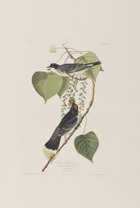 Illustrasjon fra 'Birds of America' av John James Audubon